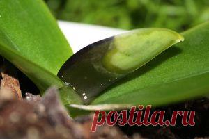 ГНИЕНИЕ СЕРДЦЕВИНЫ орхидей. ПОВРЕЖДЕНА ТОЧКА РОСТА ОРХИДЕИ. ГНИЁТ самый верхний лист фаленопсиса. Орхидея БЕЗ листьев. Орхидея потеряла все листья.