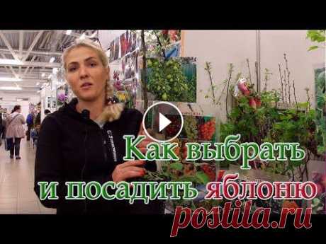 Как выбрать и посадить яблоню О выборе и посадке саженца яблони рассказывает участник выставки "Дачные хлопоты, саженец" Наталья Пучкова....