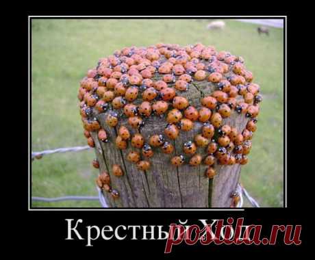 И снова демотиваторы