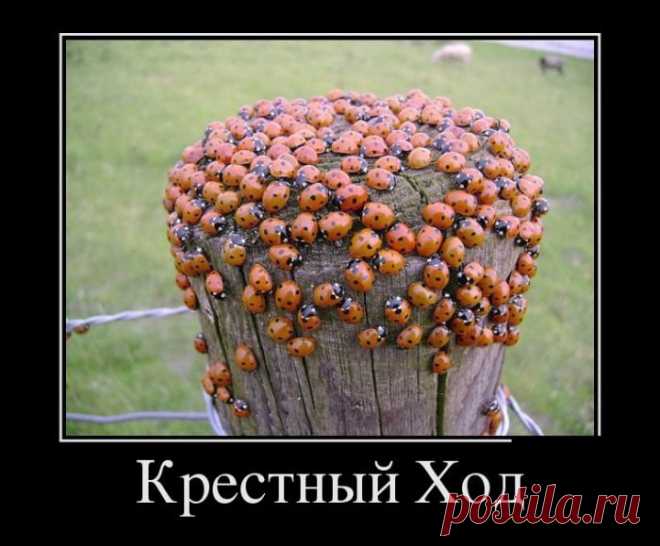 И снова демотиваторы