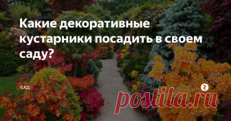 Какие декоративные кустарники посадить в своем саду?