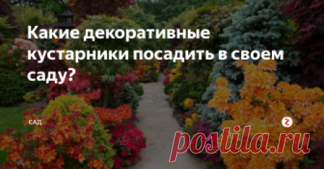Какие декоративные кустарники посадить в своем саду?
