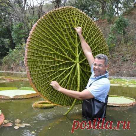 Изнанка кувшинки