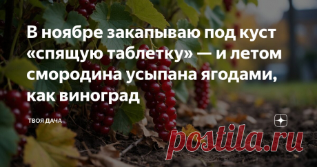 В ноябре закапываю под куст «спящую таблетку» — и летом смородина усыпана ягодами, как виноград Статья автора «Твоя Дача» в Дзене ✍: Знакома ли вам картина, когда куст смородины стоит с десятком жидких кистей, в то время как в продаже виднеются грозди, достойные виноградной лозы?