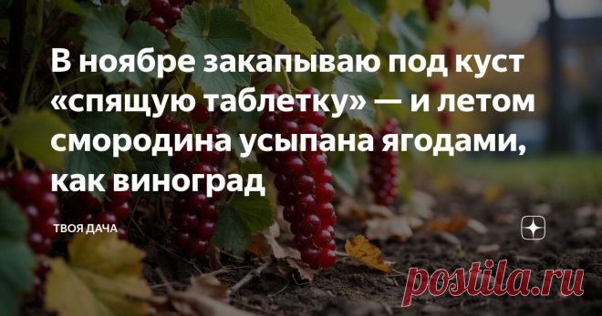 В ноябре закапываю под куст «спящую таблетку» — и летом смородина усыпана ягодами, как виноград Статья автора «Твоя Дача» в Дзене ✍: Знакома ли вам картина, когда куст смородины стоит с десятком жидких кистей, в то время как в продаже виднеются грозди, достойные виноградной лозы?