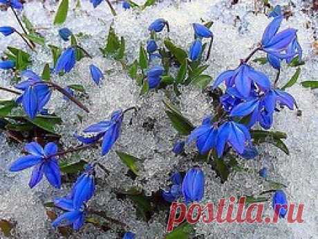 ... А где-то под снегом уже тихонько дышит Весна !.