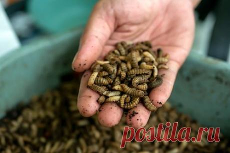 Россияне пожаловались на засилье опарышей в доме