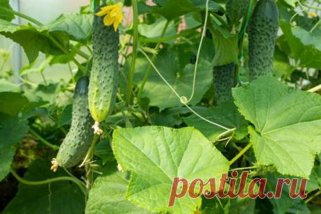 5 способов подкормить огурцы без химии. Фото — Ботаничка