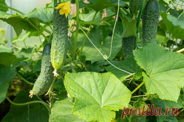 5 способов подкормить огурцы без химии. Фото — Ботаничка