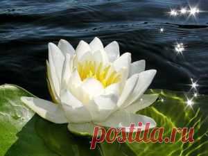 Водные растения и рыбы
