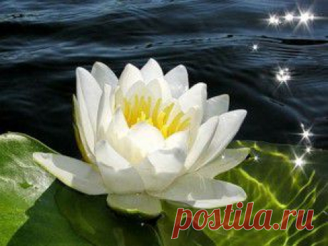 Водные растения и рыбы