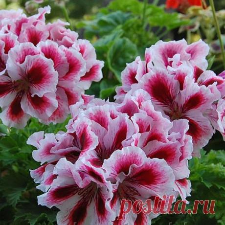 Герань королевская пеларгония: фото цветов, уход в домашних условиях