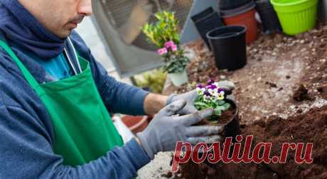 Почему земля в горшке плесневеет / Домоседы