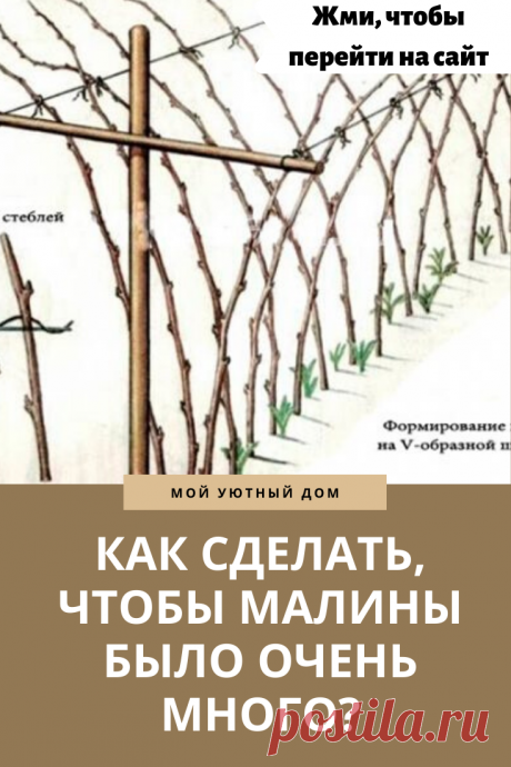 Советы которые помогут получить огромный урожай малины