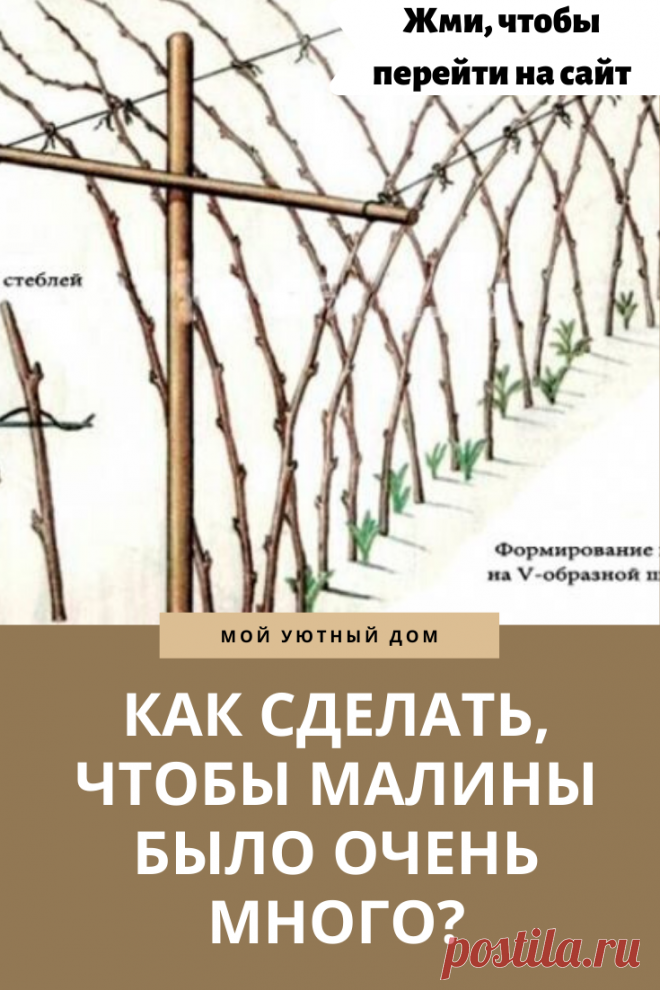 Советы которые помогут получить огромный урожай малины