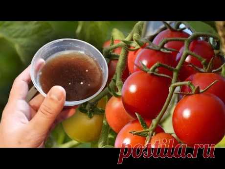 Томаты дают ранний урожай и плодоносят до холодов, полейте этим