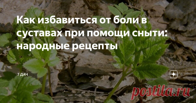 Как избавиться от боли в суставах при помощи сныти: народные рецепты Статья автора «7 дач» в Дзене ✍: Сныть — один из главных врагов огородника, злостный сорняк, от которого нелегко избавиться. И лекарственное растение, обладающее целым рядом полезных свойств.