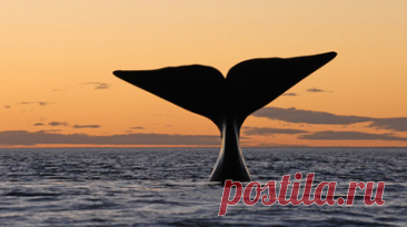 У берегов Кунашира заметили редкого кита-горбача. У берегов Кунашира заметили кита-горбача, занесённого в Красную книгу России, млекопитающего в этих водах встречают нечасто. Читать далее