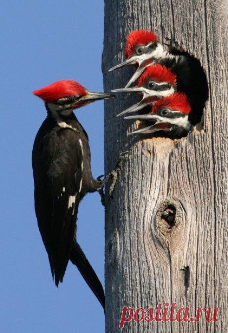 Save Our Green(Birds)