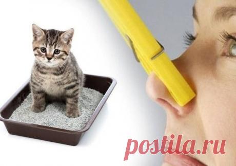 Как устранить кошачий запах дома