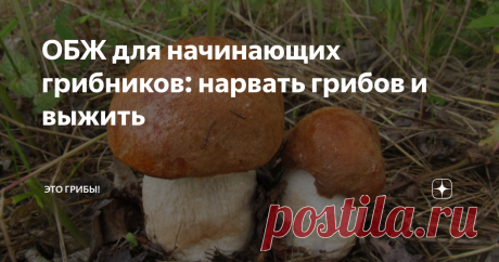 ОБЖ для начинающих грибников: нарвать грибов и выжить На улице унылое предзимье, грибной сезон давно окончен (фламмулина и галерина не в счет), а это значит, что пора готовиться к следующему. И подготовку начать следует с главного - с повторения основных мер предосторожности по части ядовитых грибов. Потому что есть надежда, что именно долгие зимние вечера - лучшее время для восприятия подобной информации. Весной и летом как-то всё не до того.
Если