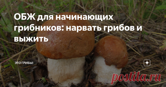 ОБЖ для начинающих грибников: нарвать грибов и выжить На улице унылое предзимье, грибной сезон давно окончен (фламмулина и галерина не в счет), а это значит, что пора готовиться к следующему. И подготовку начать следует с главного - с повторения основных мер предосторожности по части ядовитых грибов. Потому что есть надежда, что именно долгие зимние вечера - лучшее время для восприятия подобной информации. Весной и летом как-то всё не до того.
Если
