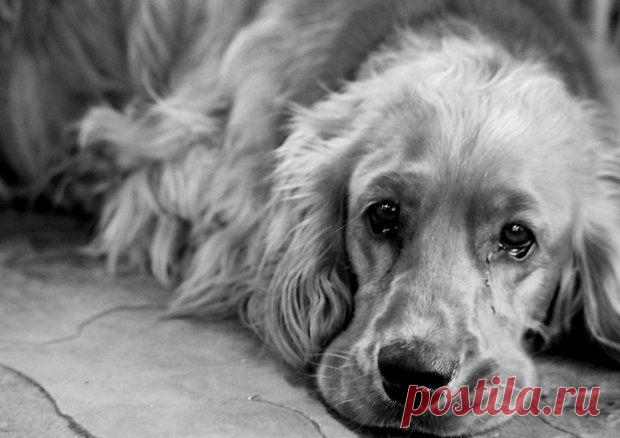 Процитируйте пожалуйста! SavePet - сервис помощи бездомным животным