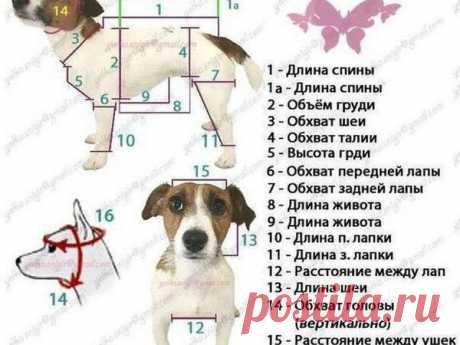 Как снять мерки собаке | Журнал Ярмарки Мастеров