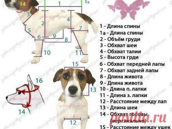 Как снять мерки собаке | Журнал Ярмарки Мастеров