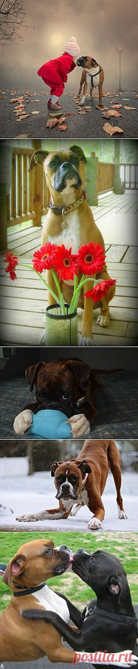 Boxers are People, too!
