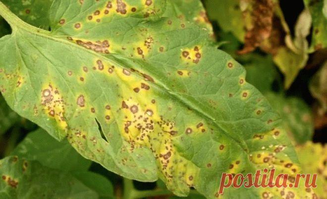 Чем обработать хрен от вредителей и болезней