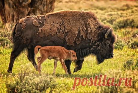 Большие и маленькие животные вместе;) Удивительно тёплые фотографии — Фотоискусство