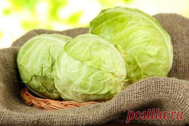 Поздние сорта капусты для длительного хранения: описание, фото Особенности хранения капусты
Сорта капусты делят по срокам созревания на: ранние, средние и поздние сортовые разновидности:Ранние виды, которые готовы уже через 3-4 месяца, подходят для употребления т...