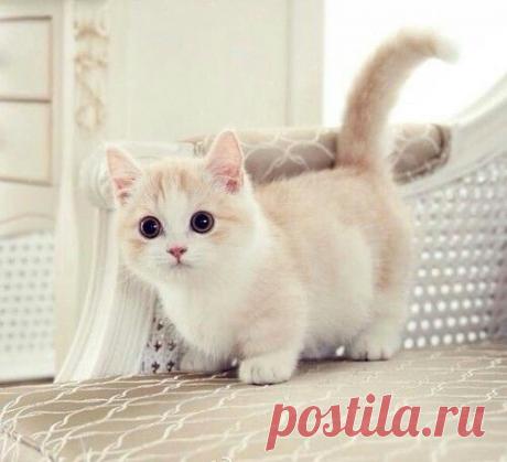 Кошка на коротких ножках: очарование в каждом маленьком шаге!