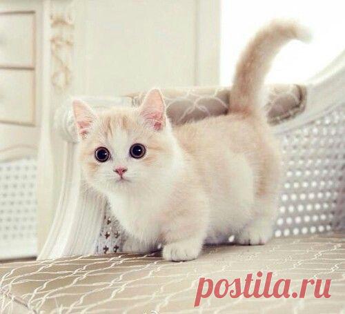 Кошка на коротких ножках: очарование в каждом маленьком шаге!