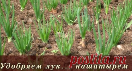 Удобряем лук... нашатырем.