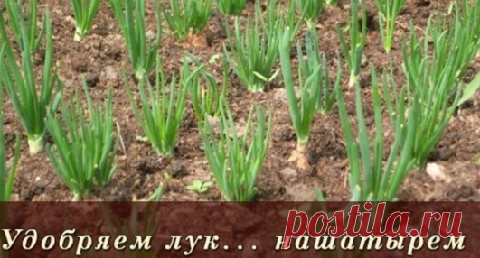 Удобряем лук... нашатырем.