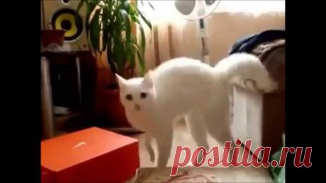чудо))