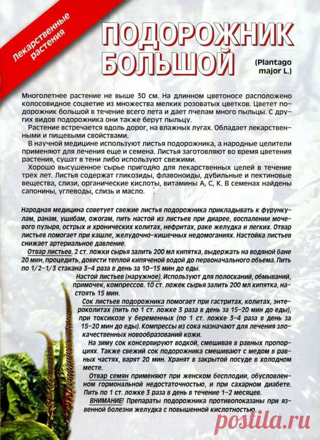 Подорожник большой