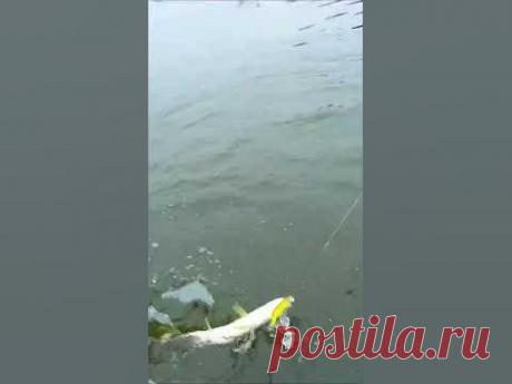 Суеверные рыбаки не любят когда щука клюет на первом же забросе! Но ко мне это не относится, я наоборот радуюсь таким моментам. Только поставил воблер, кинул...