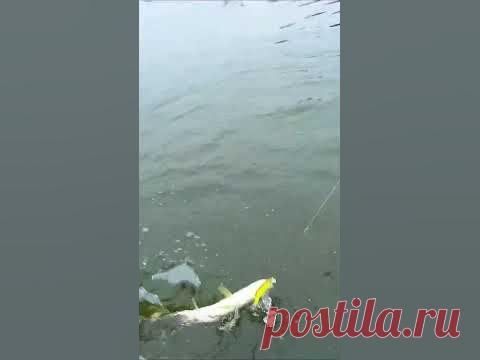 Суеверные рыбаки не любят когда щука клюет на первом же забросе! Но ко мне это не относится, я наоборот радуюсь таким моментам. Только поставил воблер, кинул...