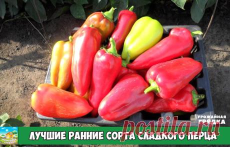 Лучшие ранние сорта сладкого перца

Современная селекция предлагает большое разнообразие культиваров раннего срока созревания. Огородники могут выбрать сорта для свежего потребления, для фарширования, консервации.
Ранние сроки вызревания позволяют собирать урожаи уже с июля, но только если растениям будет обеспечен полноценный и правильный уход.