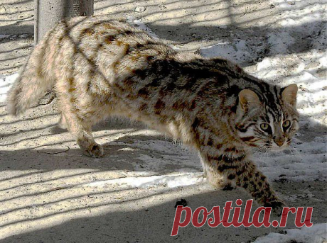 Амурский леопардовый кот