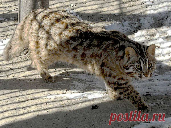 Амурский леопардовый кот