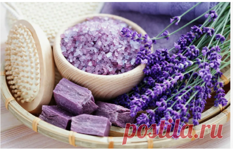 ЛАВАНДА УЗКОЛИСТНАЯ
Lavandula angustifolia L.
Семейство Яснотковые (Губоцветные) — Lamiaceae (Labiatae)