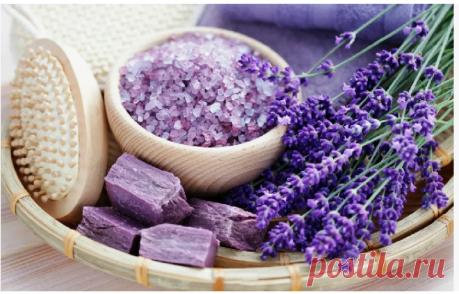 ЛАВАНДА УЗКОЛИСТНАЯ
Lavandula angustifolia L.
Семейство Яснотковые (Губоцветные) — Lamiaceae (Labiatae)