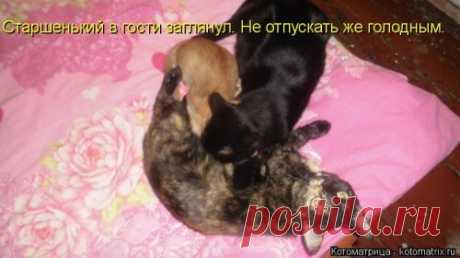 Приколы про животных, смешные животные