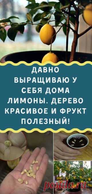 Давно выращиваю у себя дома лимоны. Дерево красивое и фрукт полезный! - Кулинария, красота, лайфхаки