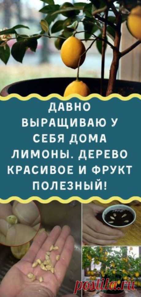 Давно выращиваю у себя дома лимоны. Дерево красивое и фрукт полезный! - Кулинария, красота, лайфхаки