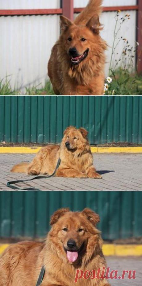 Москва и МО
Пуф - рыжее пушистое солнышко, любимец всех волонтеров ищет дом! Просим репост! Пуф ласковый, контактный и позитивный пёс. Он любит людей и верит во взаимность. Если вам нужен компаньон, Пуф вам идеально подойдет, он с удовольствием погуляет рядом или тихонечко полежит у ваших ног, если вы устали и не хотите активного общения. Мальчик похож на доброго, большого и красивого медведя.